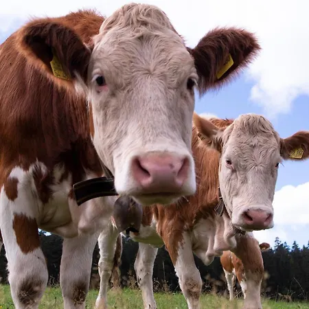 Thaelerhaeusle Hotel Furtwangen